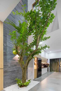 40 Stunning Ideas for Indoor Trees Under Glass Skylights - image 4