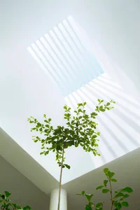 40 Stunning Ideas for Indoor Trees Under Glass Skylights - image 8