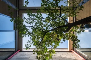 40 Stunning Ideas for Indoor Trees Under Glass Skylights - image 30