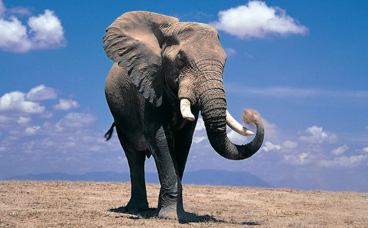 Groundbreaking Discovery: Elephants Use Unique Names to Call Each Other