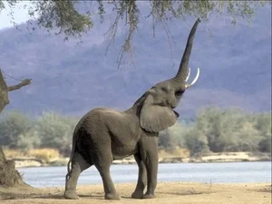 Groundbreaking Discovery: Elephants Use Unique Names to Call Each Other - image 2