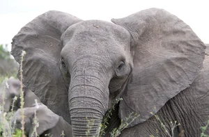 Groundbreaking Discovery: Elephants Use Unique Names to Call Each Other - image 5