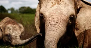 Groundbreaking Discovery: Elephants Use Unique Names to Call Each Other - image 7