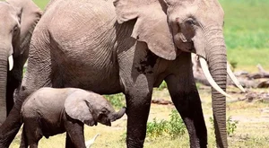 Groundbreaking Discovery: Elephants Use Unique Names to Call Each Other - image 3