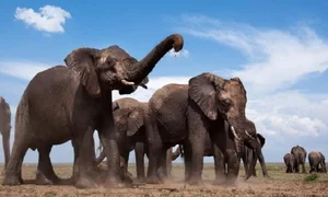 Groundbreaking Discovery: Elephants Use Unique Names to Call Each Other - image 6