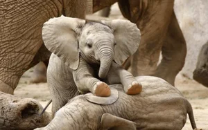 Groundbreaking Discovery: Elephants Use Unique Names to Call Each Other - image 1