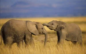 Groundbreaking Discovery: Elephants Use Unique Names to Call Each Other - image 4