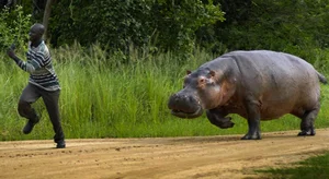 Discover the Most Aggressive Animals in the World: Vietnam's Fierce Species Revealed - image 2
