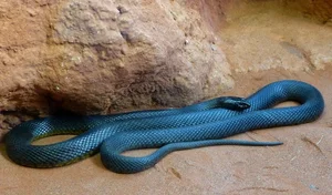 Discover the Most Aggressive Animals in the World: Vietnam's Fierce Species Revealed - image 4