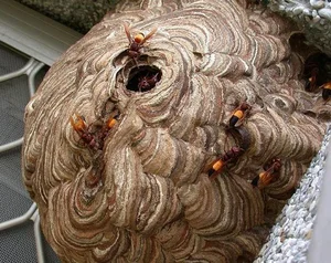 Discover the Most Aggressive Animals in the World: Vietnam's Fierce Species Revealed - image 7