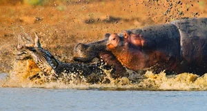 Discover the Most Aggressive Animals in the World: Vietnam's Fierce Species Revealed - image 0