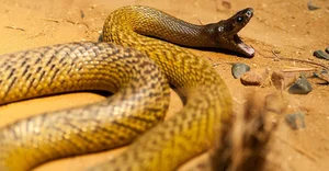 Discover the Most Aggressive Animals in the World: Vietnam's Fierce Species Revealed - image 5