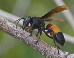 Discover the Most Aggressive Animals in the World: Vietnam's Fierce Species Revealed - image 3