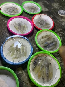 Unique Jumping Squid Market: Where Freshness Trumps the Scale in Vietnam - image 9