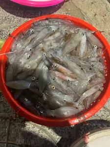 Unique Jumping Squid Market: Where Freshness Trumps the Scale in Vietnam - image 6