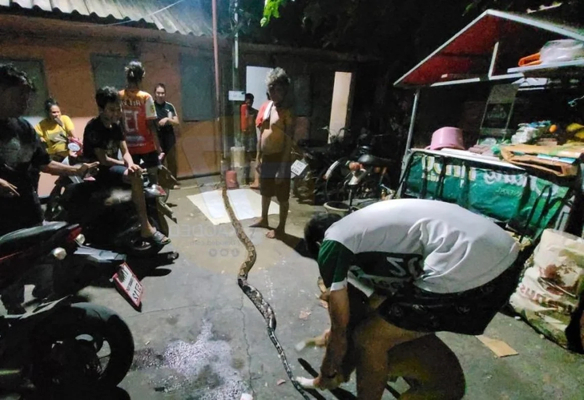 Shocking Encounter: Man Attacked by Giant Python While Urinating Outdoors