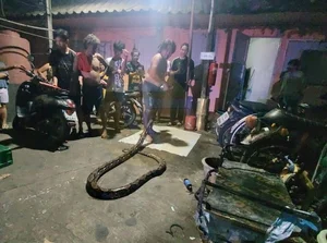 Shocking Encounter: Man Attacked by Giant Python While Urinating Outdoors - image 6