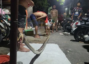 Shocking Encounter: Man Attacked by Giant Python While Urinating Outdoors - image 3