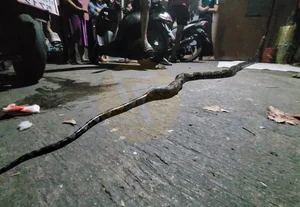 Shocking Encounter: Man Attacked by Giant Python While Urinating Outdoors - image 2