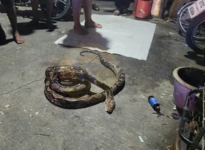 Shocking Encounter: Man Attacked by Giant Python While Urinating Outdoors - image 5