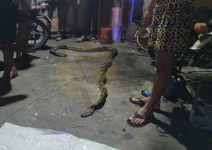 Shocking Encounter: Man Attacked by Giant Python While Urinating Outdoors - image 11