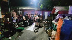 Shocking Encounter: Man Attacked by Giant Python While Urinating Outdoors - image 8