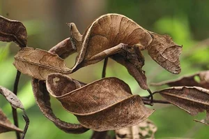 Nature's Real-Life Aliens: 10 Bizarre Creatures That Defy Imagination and Evolution - image 0
