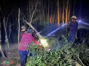 Heroic Efforts to Combat the Raging Forest Fires in Ca Mau Province - image 2