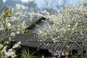 Experience the Ethereal Beauty of White Plum Blossoms in Bac Ha Plateau, Vietnam: A Dreamy Spring Escape for Nature Lovers and Travelers. - image 2