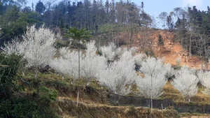 Experience the Ethereal Beauty of White Plum Blossoms in Bac Ha Plateau, Vietnam: A Dreamy Spring Escape for Nature Lovers and Travelers. - image 5