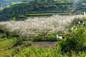 Experience the Ethereal Beauty of White Plum Blossoms in Bac Ha Plateau, Vietnam: A Dreamy Spring Escape for Nature Lovers and Travelers. - image 1