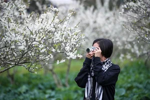 Experience the Ethereal Beauty of White Plum Blossoms in Bac Ha Plateau, Vietnam: A Dreamy Spring Escape for Nature Lovers and Travelers. - image 0