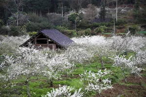 Experience the Ethereal Beauty of White Plum Blossoms in Bac Ha Plateau, Vietnam: A Dreamy Spring Escape for Nature Lovers and Travelers. - image 9