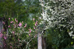 Experience the Ethereal Beauty of White Plum Blossoms in Bac Ha Plateau, Vietnam: A Dreamy Spring Escape for Nature Lovers and Travelers. - image 11