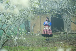 Experience the Ethereal Beauty of White Plum Blossoms in Bac Ha Plateau, Vietnam: A Dreamy Spring Escape for Nature Lovers and Travelers. - image 12