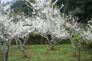 Experience the Ethereal Beauty of White Plum Blossoms in Bac Ha Plateau, Vietnam: A Dreamy Spring Escape for Nature Lovers and Travelers. - image 3