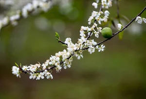 Experience the Ethereal Beauty of White Plum Blossoms in Bac Ha Plateau, Vietnam: A Dreamy Spring Escape for Nature Lovers and Travelers. - image 4