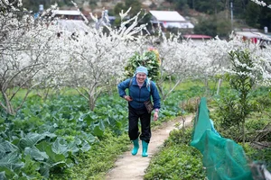 Experience the Ethereal Beauty of White Plum Blossoms in Bac Ha Plateau, Vietnam: A Dreamy Spring Escape for Nature Lovers and Travelers. - image 7