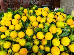 Quang Binh Farmers Strike Gold: The Success Story of Organic Kim Lu Grapefruit and Orange Brands - image 6