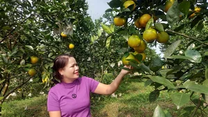 Quang Binh Farmers Strike Gold: The Success Story of Organic Kim Lu Grapefruit and Orange Brands - image 0