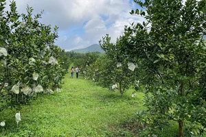 Quang Binh Farmers Strike Gold: The Success Story of Organic Kim Lu Grapefruit and Orange Brands - image 3