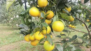 Quang Binh Farmers Strike Gold: The Success Story of Organic Kim Lu Grapefruit and Orange Brands - image 2