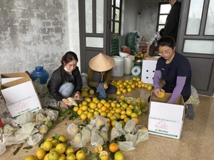 Quang Binh Farmers Strike Gold: The Success Story of Organic Kim Lu Grapefruit and Orange Brands - image 4