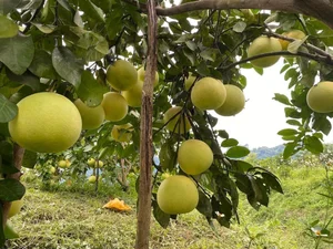 Quang Binh Farmers Strike Gold: The Success Story of Organic Kim Lu Grapefruit and Orange Brands - image 1