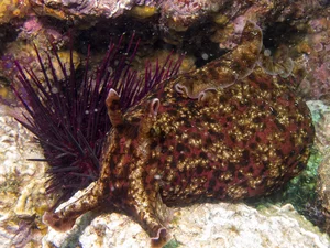 Nature’s Bizarre Rituals: Exploring the Most Unusual Mating Habits in the Animal Kingdom - image 7