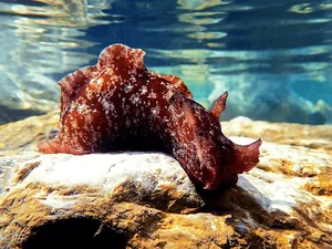 Nature’s Bizarre Rituals: Exploring the Most Unusual Mating Habits in the Animal Kingdom - image 6