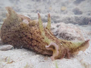 Nature’s Bizarre Rituals: Exploring the Most Unusual Mating Habits in the Animal Kingdom - image 4