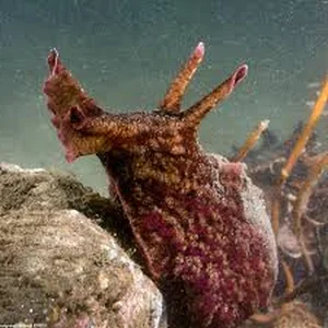 Nature’s Bizarre Rituals: Exploring the Most Unusual Mating Habits in the Animal Kingdom - image 0