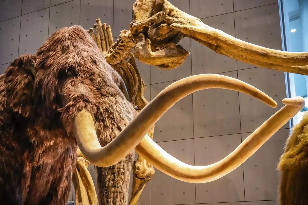 14,000-Year-Old Ivory Tool Reveals Secrets of Our Ancestors