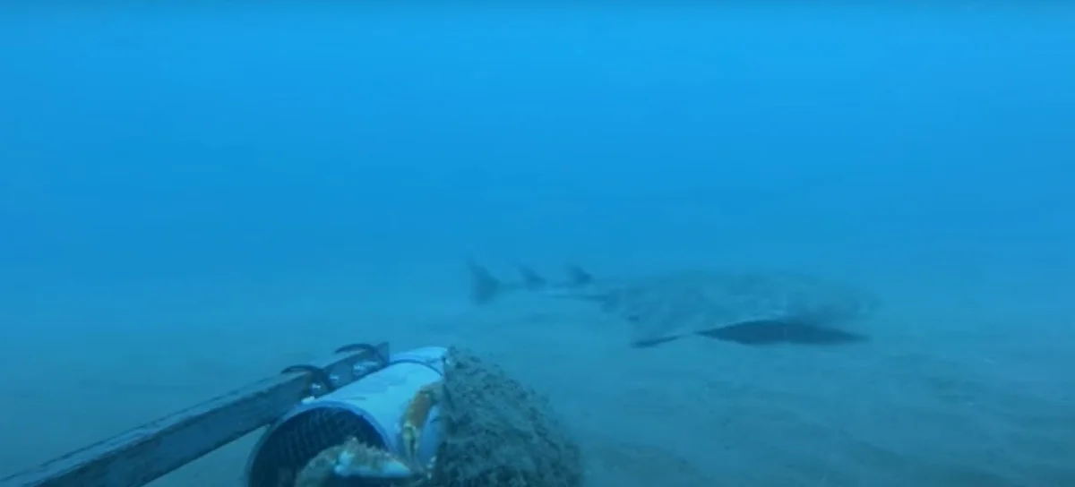 Rare Angel Shark Reappears After Mysterious Three Year Disappearance